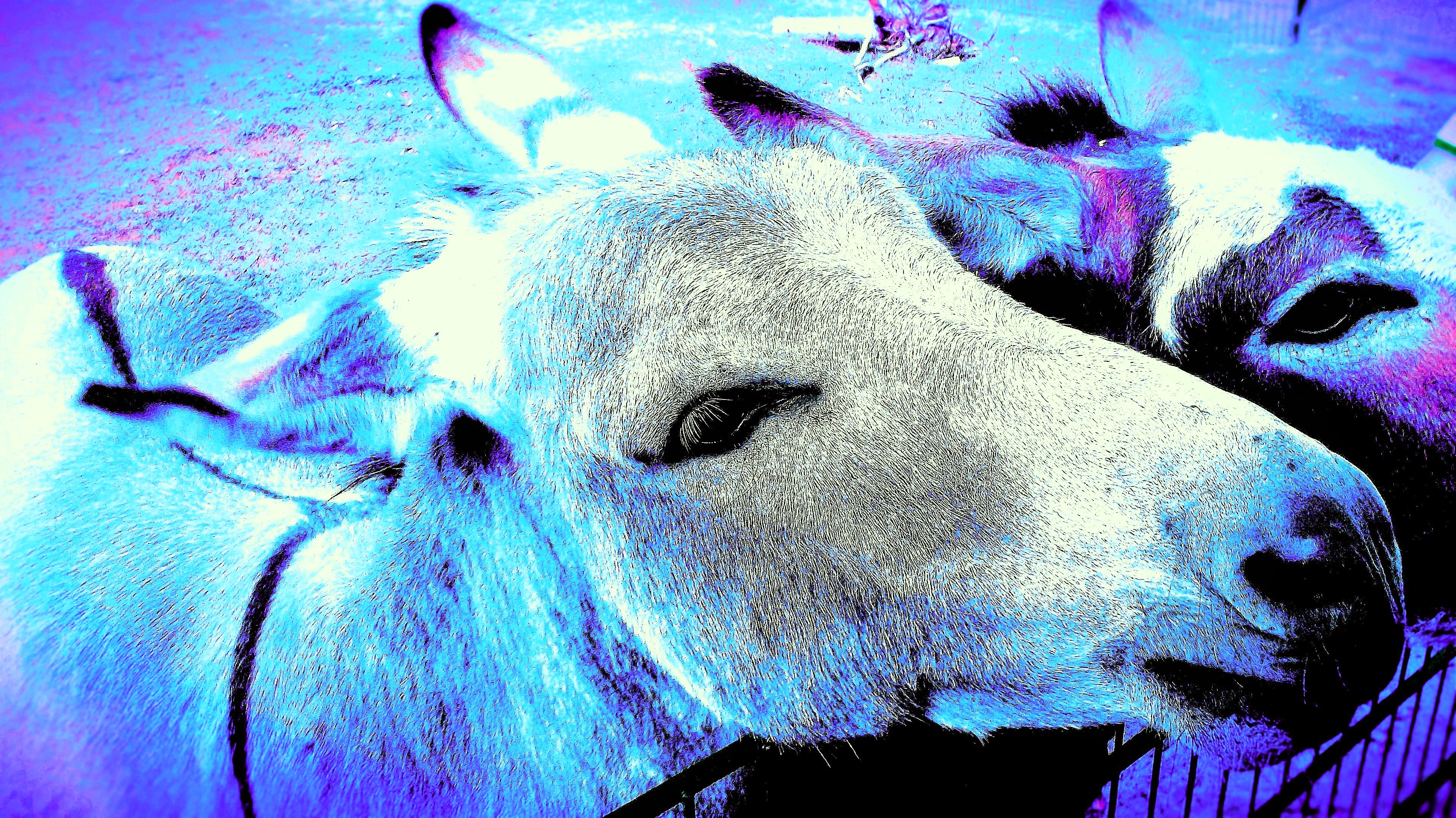 Esel, Foto: Priska M&uuml;ller, 2018