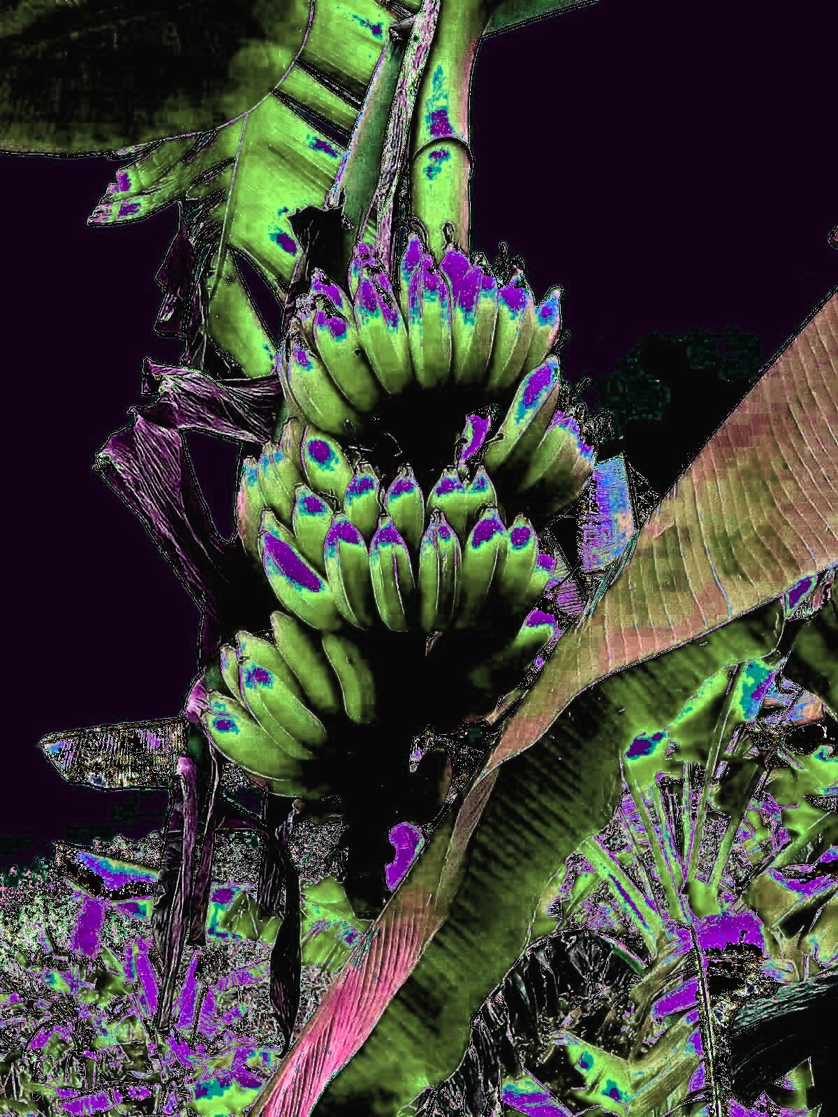 Thail&auml;ndische Bananenstaude, Foto: Priska M&uuml;ller, 2018