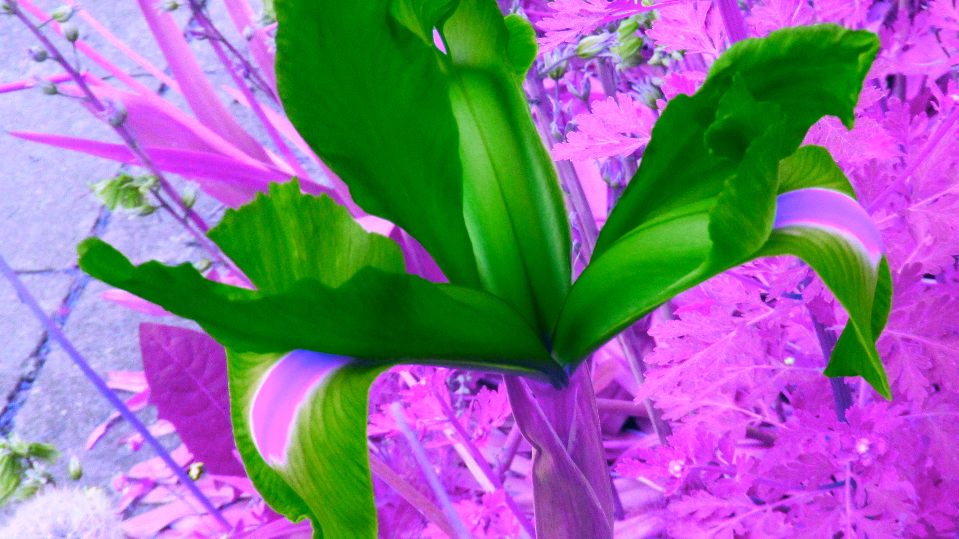 Gr&uuml;ne Blume 2017