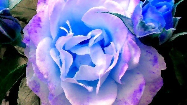 Nahaufnahme einer Blume, Foto von Priska M&uuml;ller, 2018